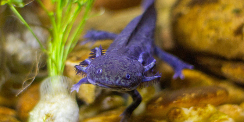 what-are-axolotls